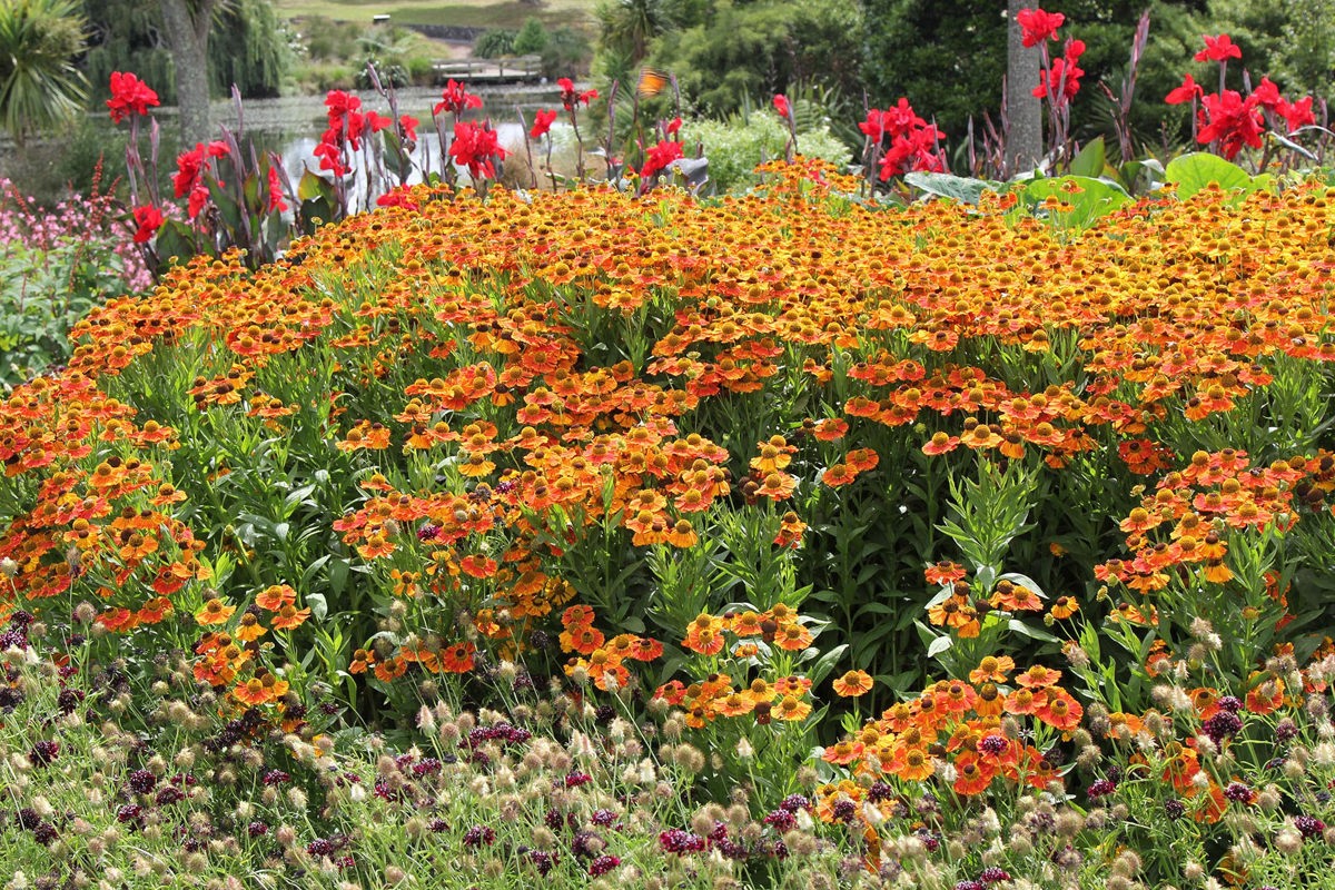 Helenium Waldstrand Copper (2).jpg